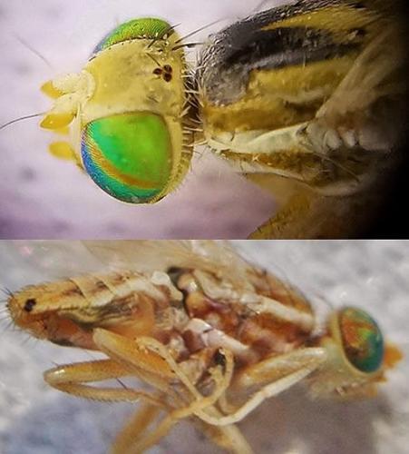 Réf. 335 203 : Terellia longicauda